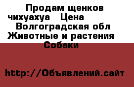 Продам щенков чихуахуа › Цена ­ 11 000 - Волгоградская обл. Животные и растения » Собаки   